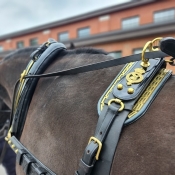 A close-up of a horse harness on a brown horse showing brass insignia.