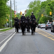 A cavalcade of black horses and riders in RCMP uniform trot on a city street.